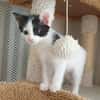MAYWE À ADOPTER AVEC UN CHAT DÉJÀ PRÉSENT CHEZ VOUS