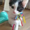 MAYWE À ADOPTER AVEC UN CHAT DÉJÀ PRÉSENT CHEZ VOUS