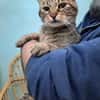 Lieber ruhiger Kater Gandalf