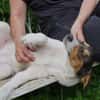 Fede möchte adoptiert werden