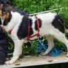 Fede möchte adoptiert werden