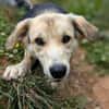 Mickey - sucht seine Menschen