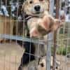 Mickey - sucht seine Menschen