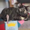 Menschenbezogene Katze Esmiralda
