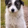 Sanfte Snickers sucht ruhiges Heim