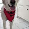 SOFIA (Weibchen, 14.12.2023, Italien)