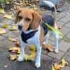 PIPPO-charmanter,verschmusterBeagle-Rüde
