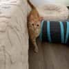 Jamie sucht ein Zuhause