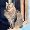 Hübsche, schüchterne Katze Kicha