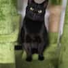 Hübsche, verträgliche Katze Daisy