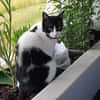 Tusa  liebevolle Katze sucht Zuhause