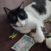 Tusa  liebevolle Katze sucht Zuhause
