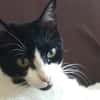 Tusa  liebevolle Katze sucht Zuhause