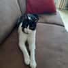 Tusa  liebevolle Katze sucht Zuhause