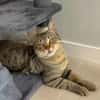 Pachi Verschmuster Tiger sucht Familie