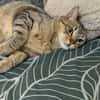 Pachi Verschmuster Tiger sucht Familie