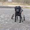 Lebensfrohe RINA sucht ihr forever home