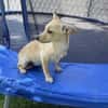 Chihuahua Pinscher Mix Abby