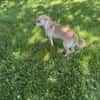 Chihuahua Pinscher Mix Abby