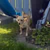 Chihuahua Pinscher Mix Abby