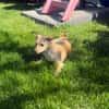 Chihuahua Pinscher Mix Abby