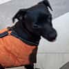 Tommy, Neuanfang gesucht