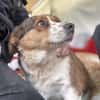 Babette Mix Hündin 4,7 Jahre in 72587