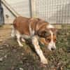 Babette Mix Hündin 4,7 Jahre in 72587