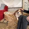 Babette Mix Hündin 4,7 Jahre in 72587