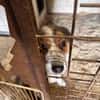 Babette Mix Hündin 4,7 Jahre in 72587