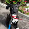 ROXY