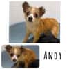 Andy