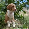 OLORI (En cours d'adoption)