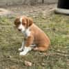 OLORI (En cours d'adoption)
