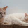 LUCA, BOMBON et IRIS
