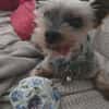 KIMO