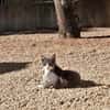BABOUCHE et BABETTE