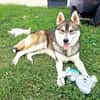 BALTO