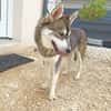 BALTO