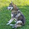 BALTO