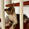 BARNABÉ, chaton type européen mâle