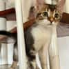 BARNABÉ, chaton type européen mâle