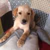 MYLO, chiot Berger Créole mâle