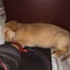 MYLO, chiot Berger Créole mâle