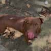 Pollux, mâle croisé Shar Pei, né le 03/06/2024 🐶