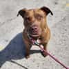 Brooklyn, femelle, Berger X Staffordshire Terrier (Décatégorisée par diagnose), née le 20/04/2022 🐶