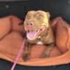 Brooklyn, femelle, Berger X Staffordshire Terrier (Décatégorisée par diagnose), née le 20/04/2022 🐶