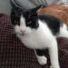 Zorro sucht sein Zuhause