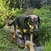 Aktive Nisha sucht Zuhause