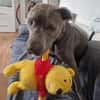 Ice, leidet im Tierheim